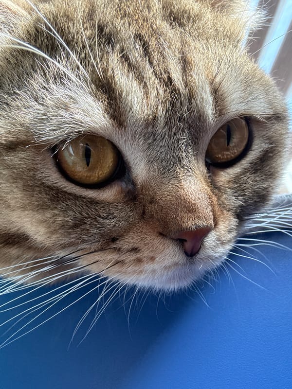 Woman photographs herself with tabby cat in hanging chair