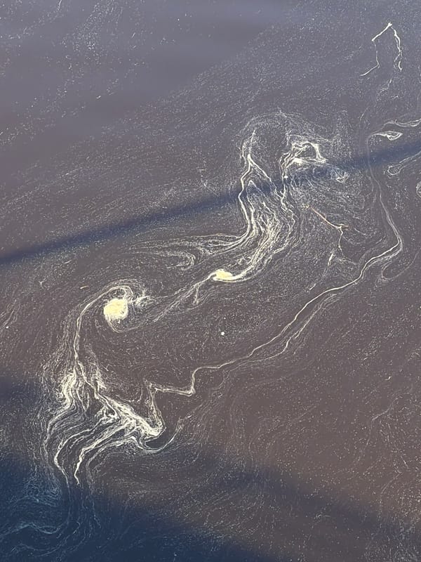 Wildlife spotted amid environmental changes in rural Russian village