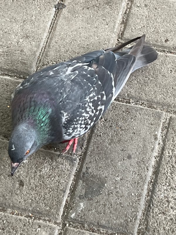 Pigeons foraging on a Dnipro sidewalk on a summer afternoon