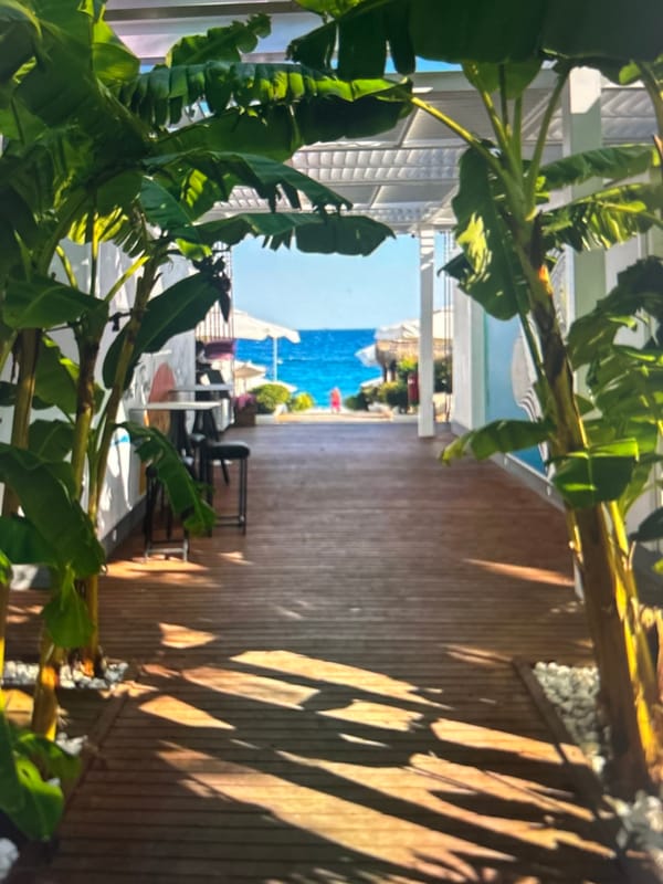 Dawn marina scene captured with tropical plants and docked vessels