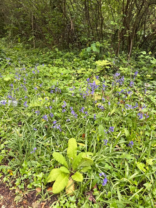 Spring blooms and community gathering observed in Milton Keynes