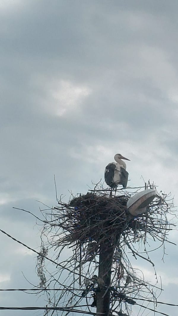 Storks observed nesting on utility pole infrastructure
