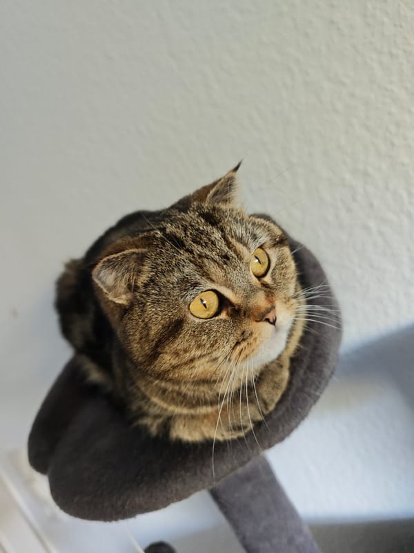 Tabby cat rests on gray cat tree perch