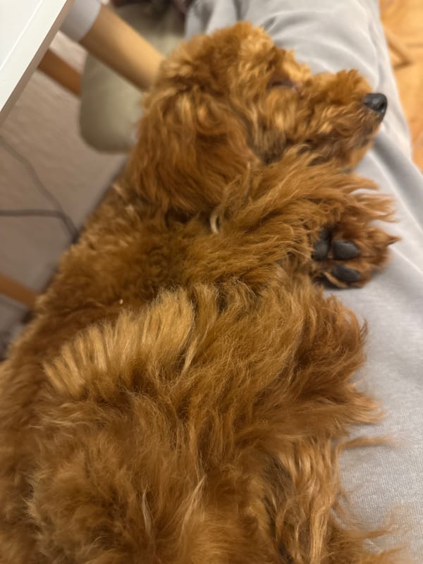 Curly-haired dog rests peacefully on owner's lap in Montenegro