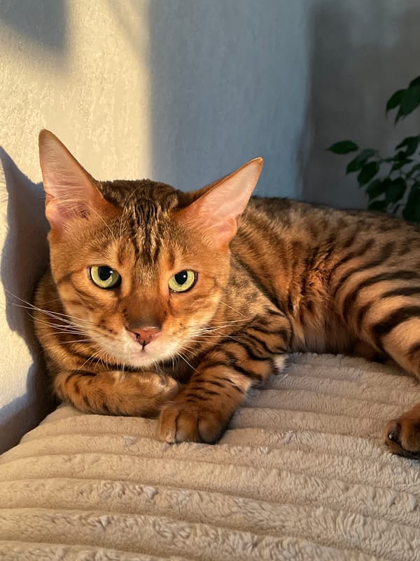 Bengal cat lounging indoors, green eyes and rosette markings on display