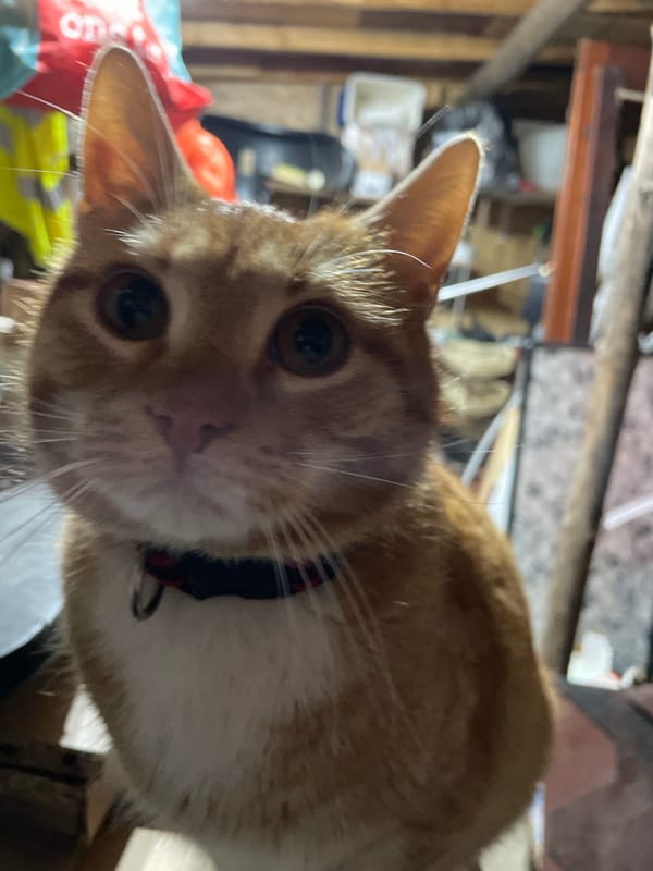 Cat portrait and twilight landscape captured in Zlatograd