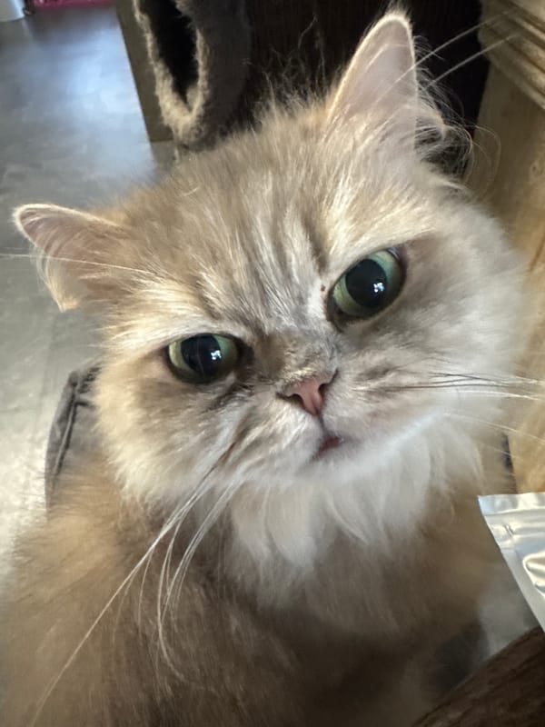 Morning pet moments captured in Dutch home over four minutes