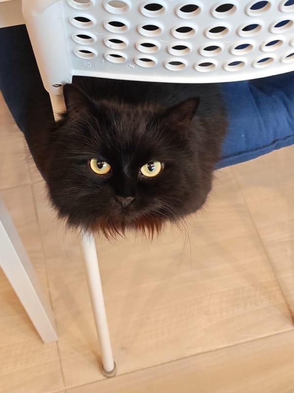 Homemade pancakes and a curious black cat in Bataysk