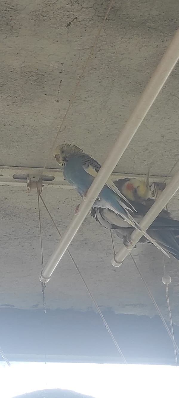Budgerigar and a companion perched on a wire bar in Petrich