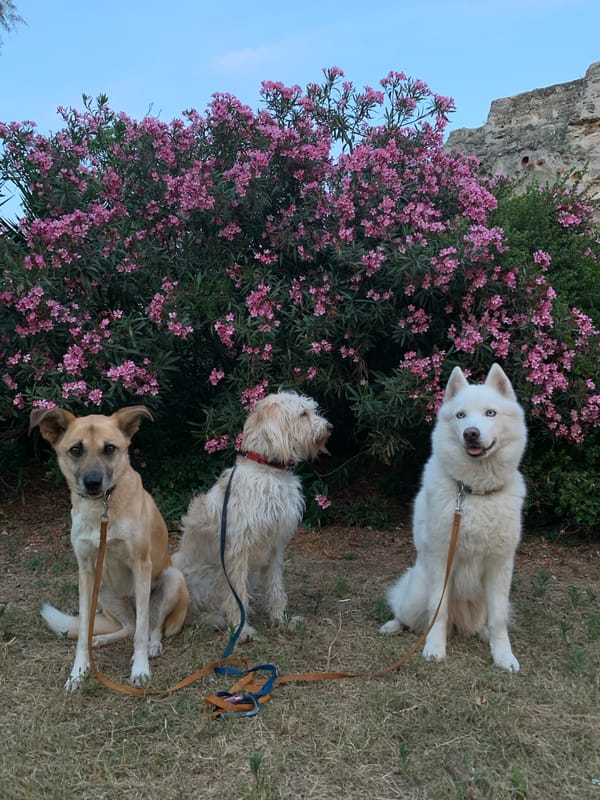 Three dogs spotted on leashes in Tel Aviv park
