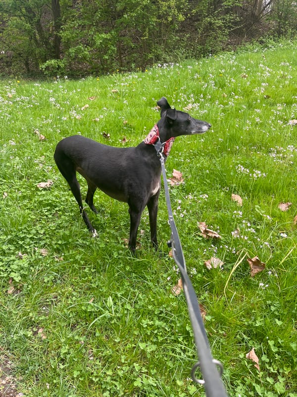Woman walks dog through spring riverside area in Konz