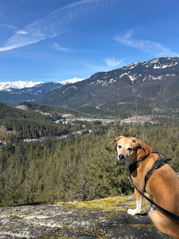 Upward forest view captured toward rocky cliff in Whistler