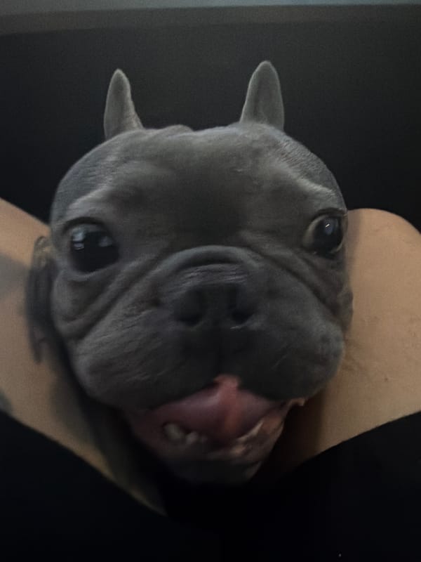 French Bulldog travels through Ruse, Bulgaria during twilight car ride