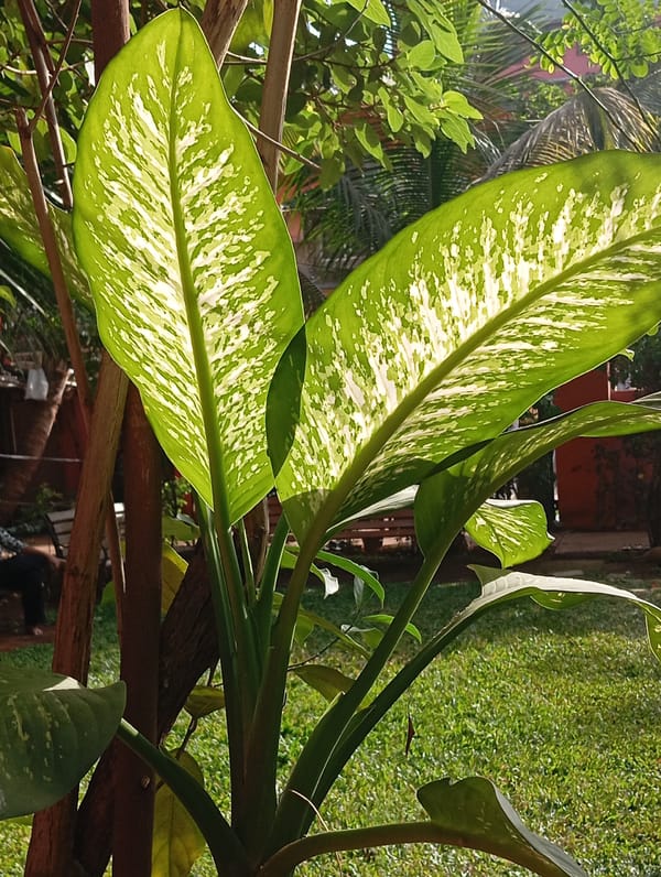 Routine garden scenes captured by witnesses in Mumbai