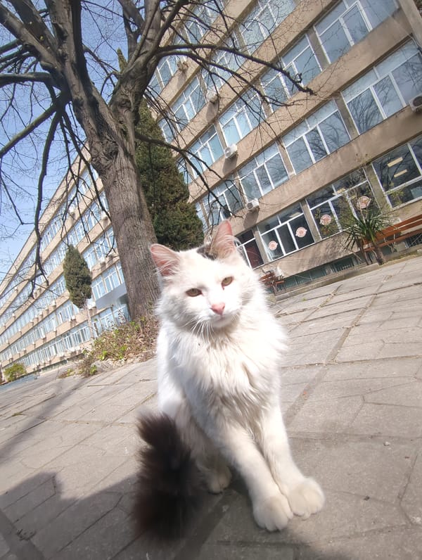 White cat spotted feeding on concrete walkway in Varna