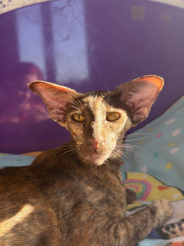 Oriental Shorthair cat rests on blanket in Chaikovsky