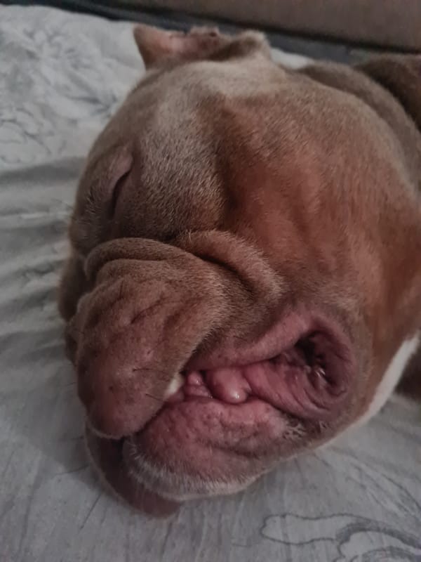 Wrinkly bulldog naps through a lazy morning at home