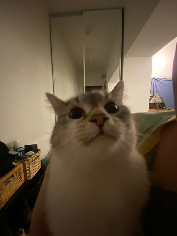 Domestic cat photographed indoors in Moscow