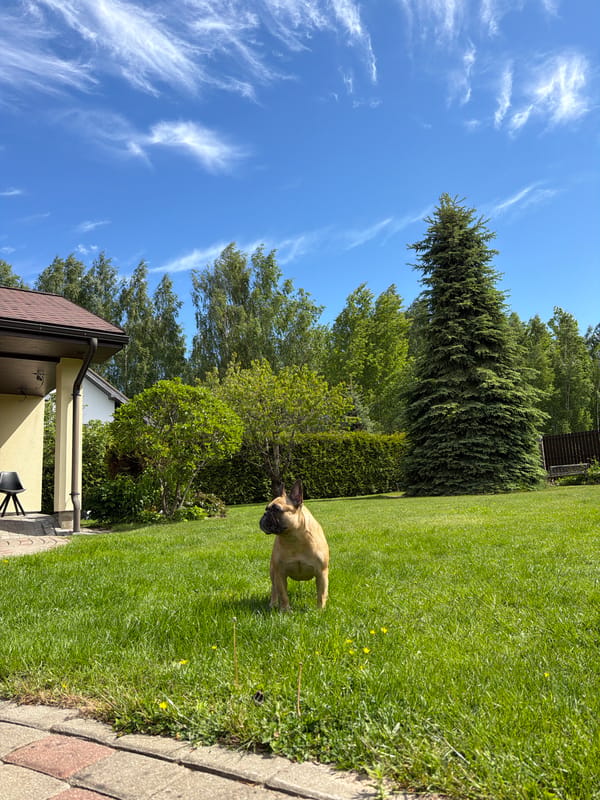 Morning moments with dogs and spring flowers in Baloži
