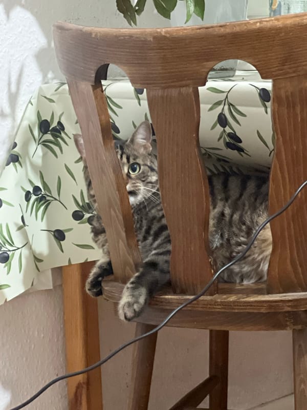 Tabby cat spotted resting inside patterned chair in Strasbourg