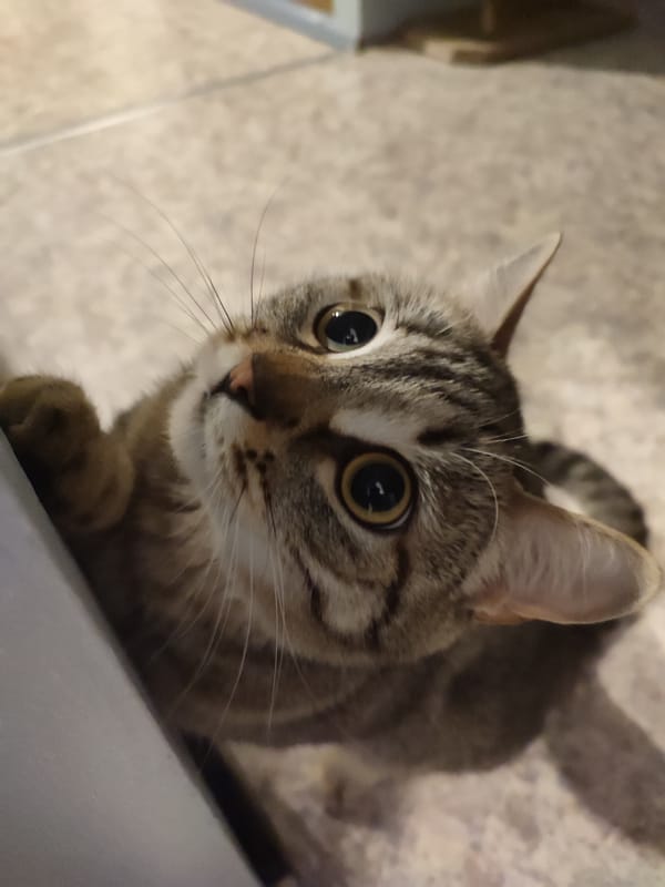 Tabby cat observed indoors looking upward in multiple locations