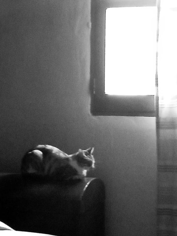 Cats photographed resting in Montalbán, Venezuela