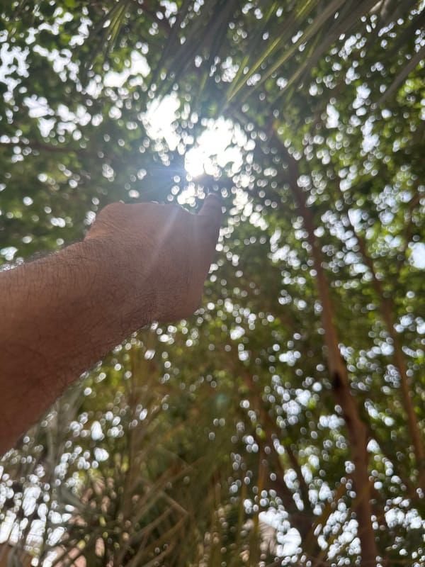 Morning light documentation through vegetation in Multan, Pakistan