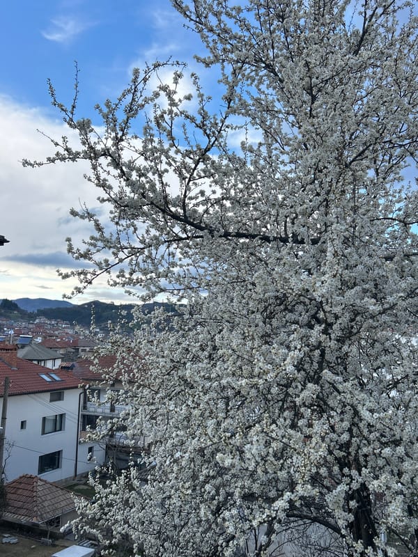 Spring day documented across Zlatograd, Bulgaria with blooming trees