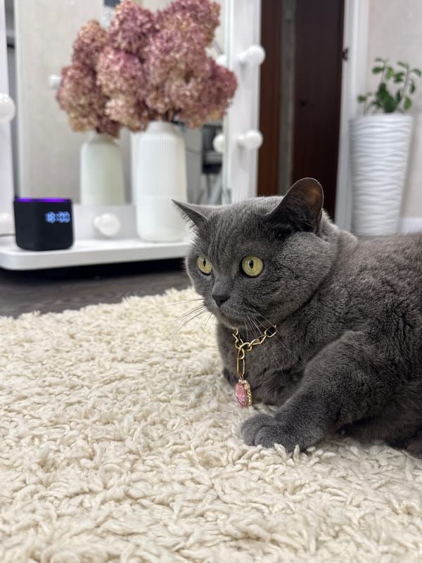 Gray cat with pink heart collar relaxes on a shaggy rug