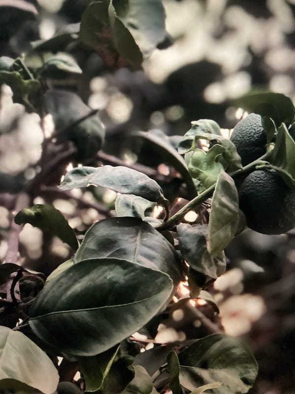 Unripe citrus fruit observed on tree in Minna, Nigeria