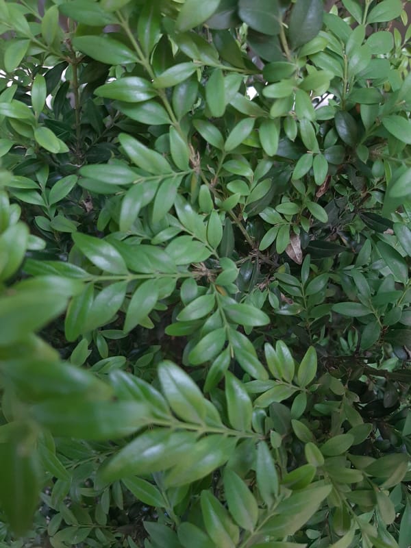 Slow Lviv morning: plants, a cat, and quiet indoor details