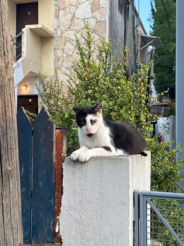 Black and white cat on a post, Tel Aviv street scene
