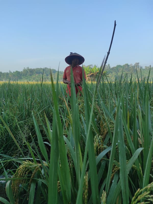 Rice farming activity observed in Lhokseumawe Indonesia fields