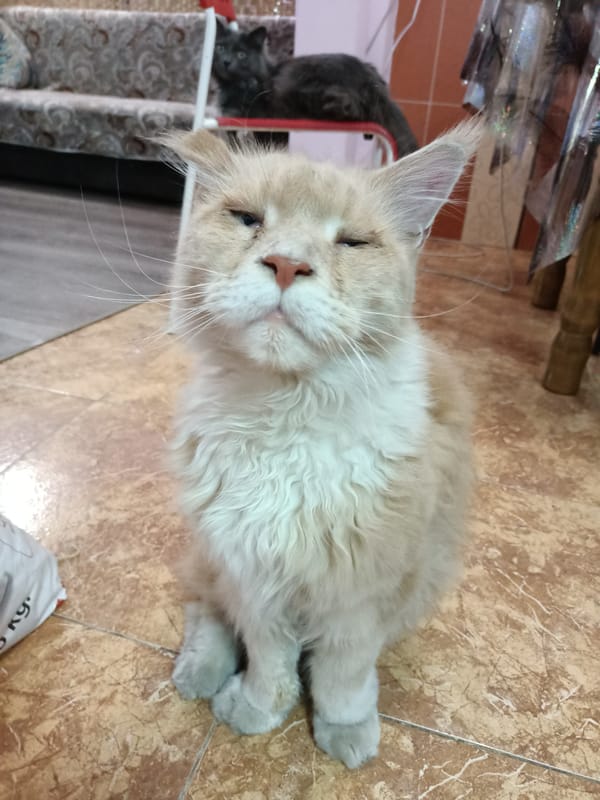 Long-haired cats photographed in Almaty homes within one minute