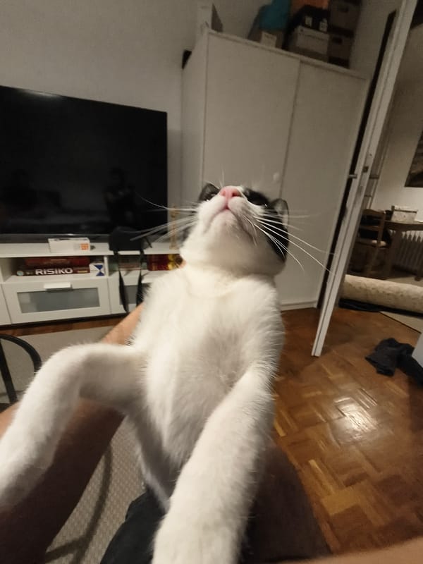 Domestic cat photographed in residential setting in Zemun, Serbia