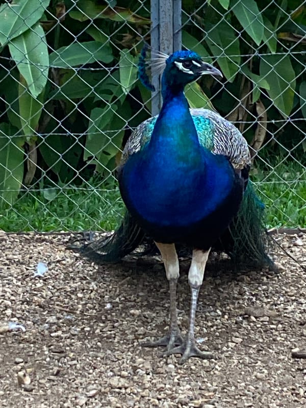 Peacock and duck spotted in rural Venezuela farm setting