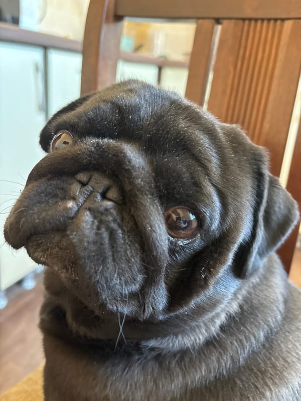 Black pug photographed in close-up in Shadrinsk, Russia