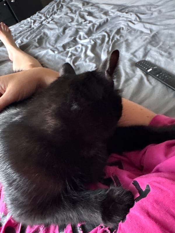 Cozy afternoon in with a black cat and roses
