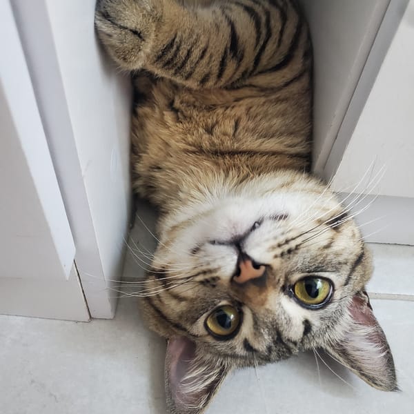 Tabby cat photographed resting on white shelves in Curitiba