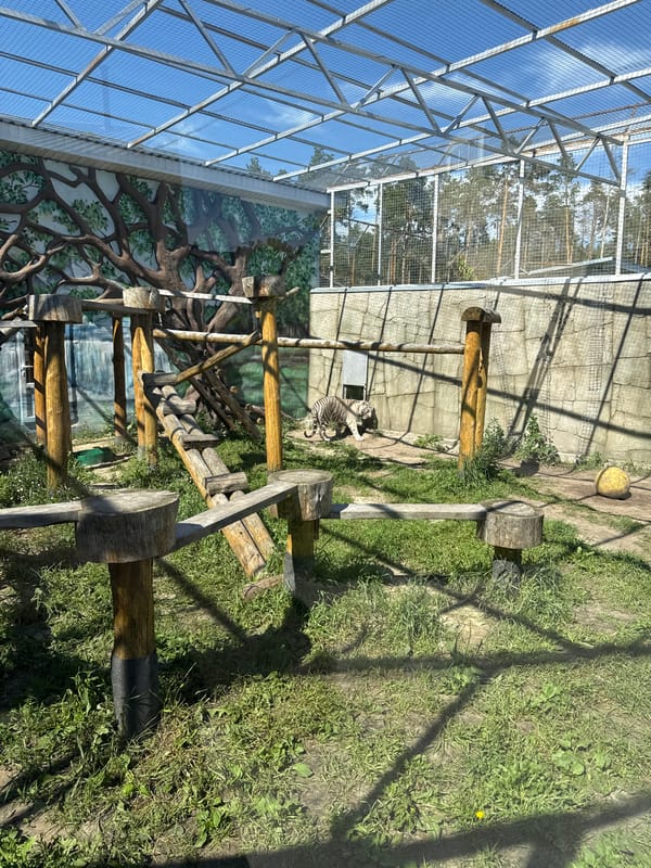 White tiger at rest and in motion, zoo enclosure, Russia