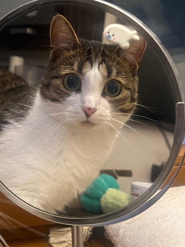Moscow tabby cat: mirror reflections, a peony, and a water bowl