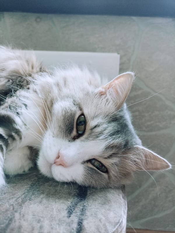 Quiet Novosibirsk morning: cats, flowers, and everyday domestic details