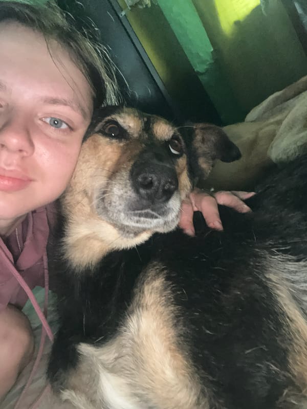 Dogs at rest in a Nizhny Tagil home