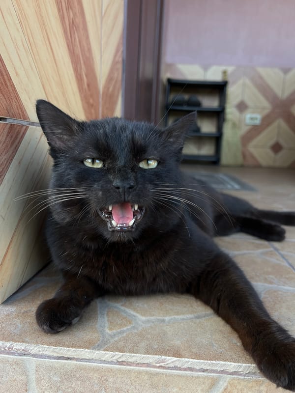 Black cat vocalizes on tiles in Ukrainian village
