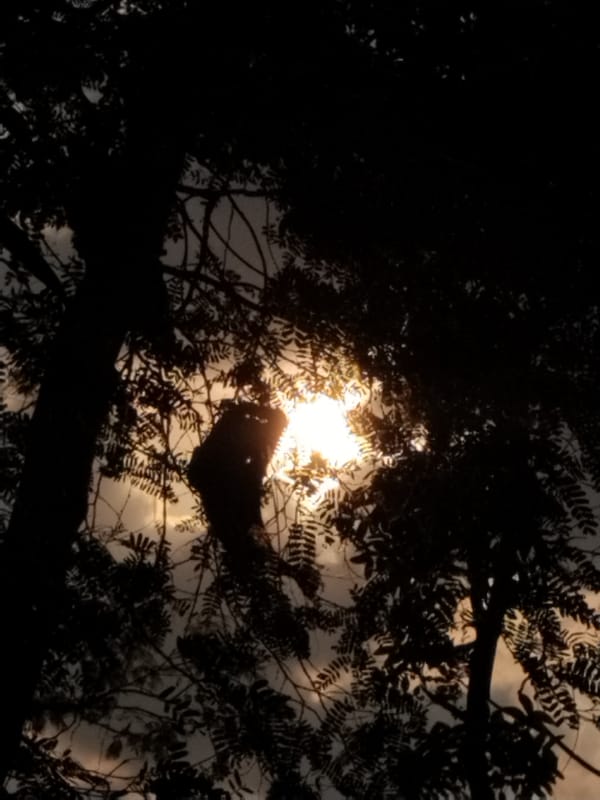 Cat, hen, and hazy sky — a quiet rural morning