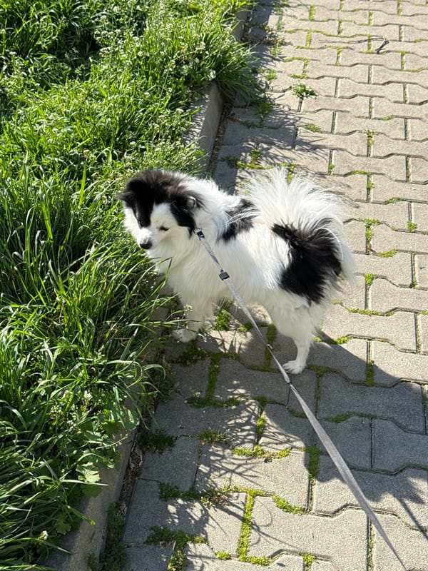 Morning Dog Walk Captured in Stara Zagora, Bulgaria