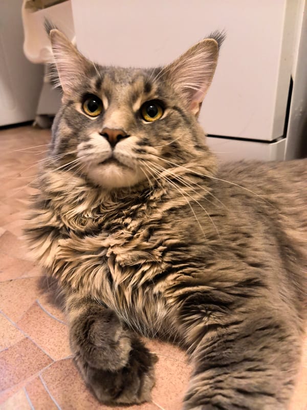 Maine Coon cat observed resting in residential bathroom setting