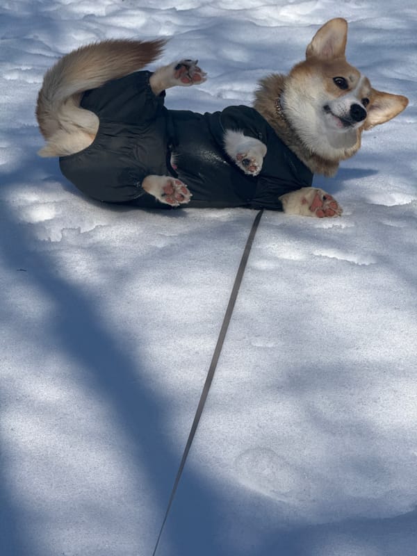 Corgi plays in snow under clear skies in Votkinsk
