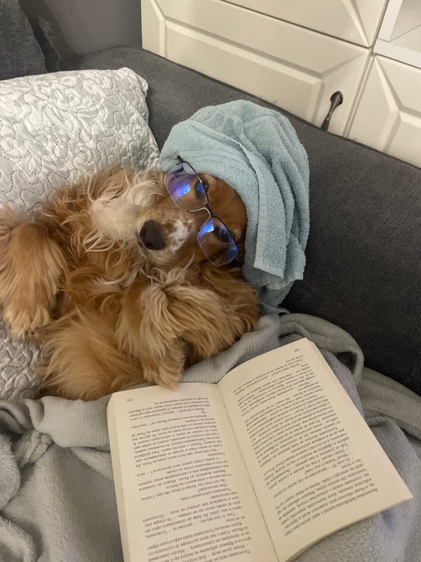 Pets enjoy quiet afternoon indoors in Razgrad, Bulgaria