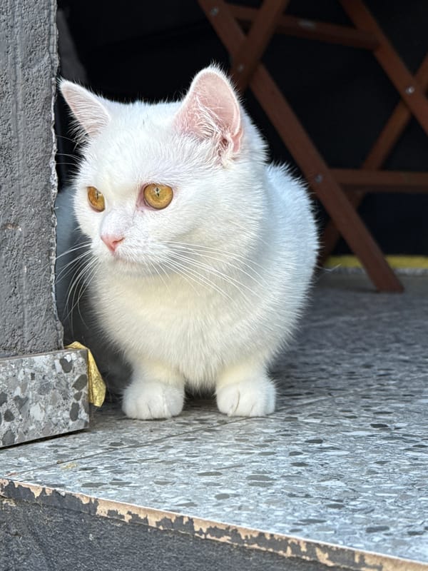 White cat photographed up close from every angle
